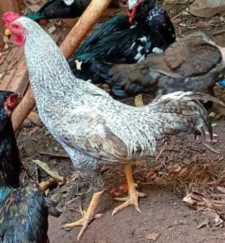 Frango Índio Xadrez