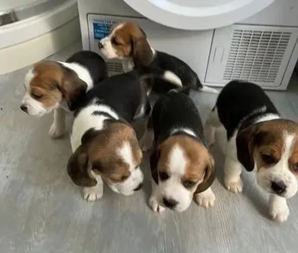 Filhotes de Beagle - Saúde, Segurança e Muito Amor!
