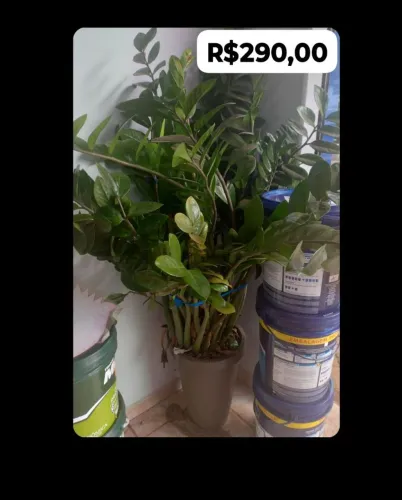 Diversas plantas lindas!
