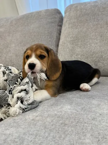 Beagle esforçado