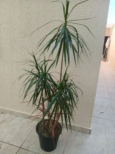 Dracena