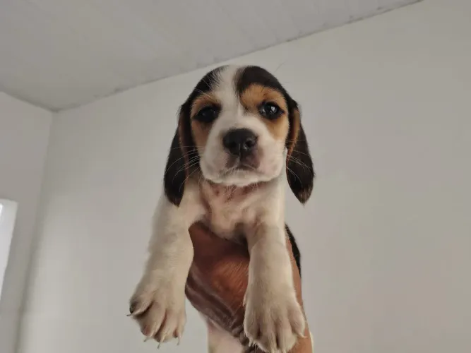 Beagle tricolores diversos filhotes disponíveis 