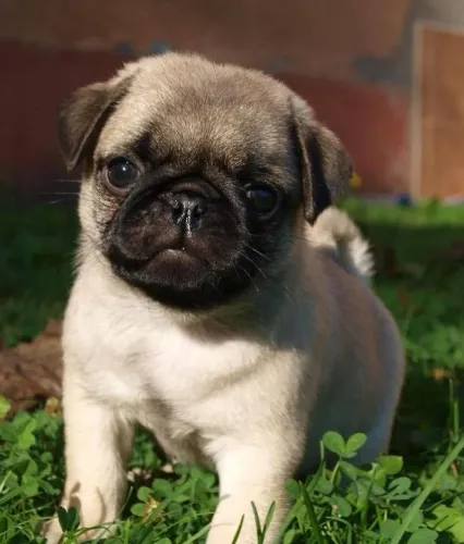 Filhote de pug !! Amigo assim ]