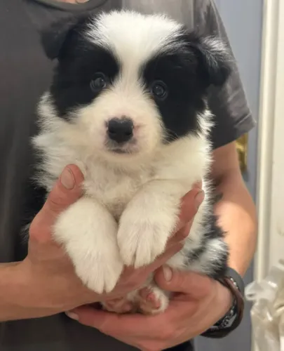 Border Collie tricolor leal e afetuoso