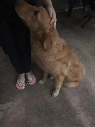 Golden Retrivier fêmea 8 meses