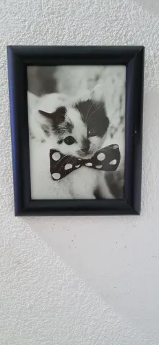 Quadro Decorativo Gatinho com Gravata