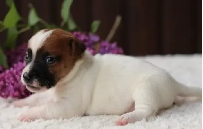 Filhotes de Jack Russell Miniatura com Cores Variadas
