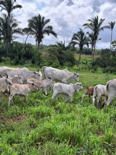Fazenda Santa Rita MA 