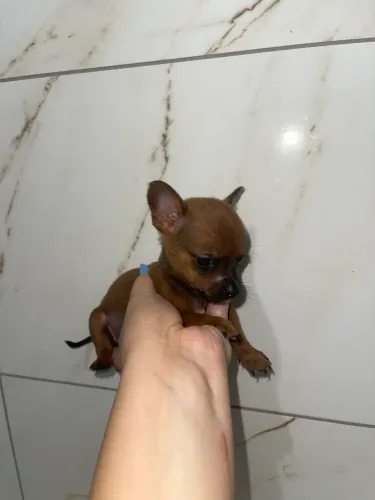 Vendo Pinscher fêmea 0 miniaturas 