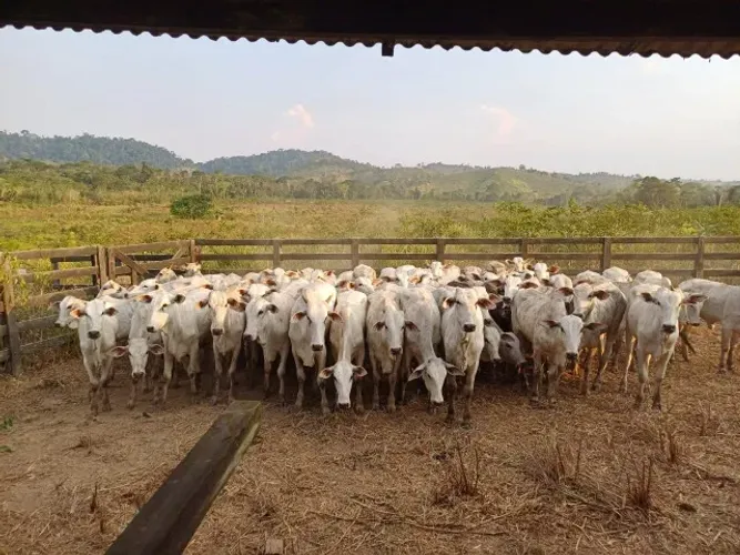 A.Moura Gestor Imobiliário Vende Uma Belíssima Fazenda com 700ha em Rurópolis Pa