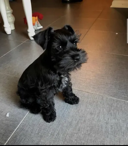 Schnauzer preto 
