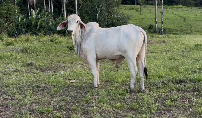 Fazenda com 135 Alqueires, R$ 2.700.000,00 entrada e prazo