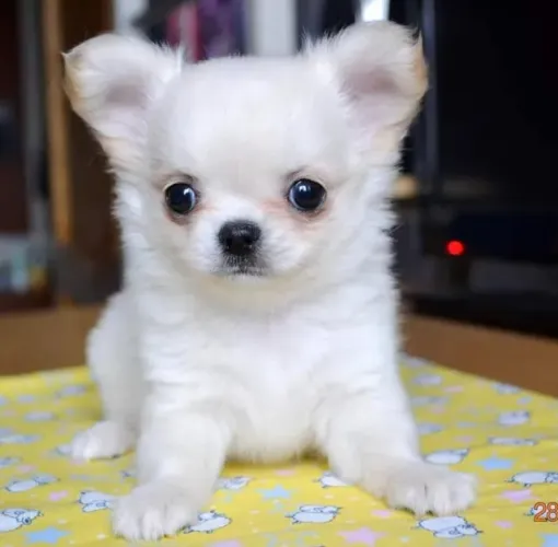 Chihuahua pelagem longa macho maravilhoso disponível - Filhote já vacinado (V10 importada)