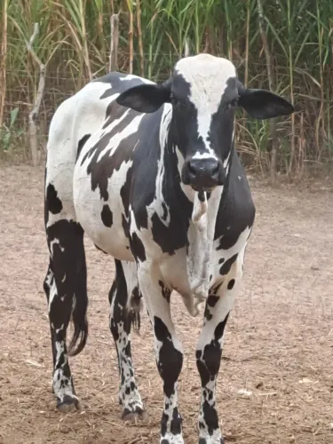 Garote Nelore pintado +ou- 16@