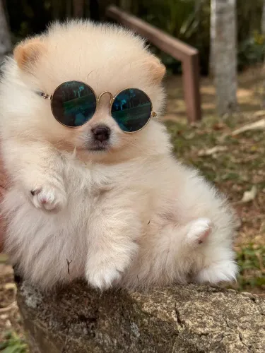 Spitz Alemão menino creme. Amor em forma de cãozinho.  Pedigree CBKC 