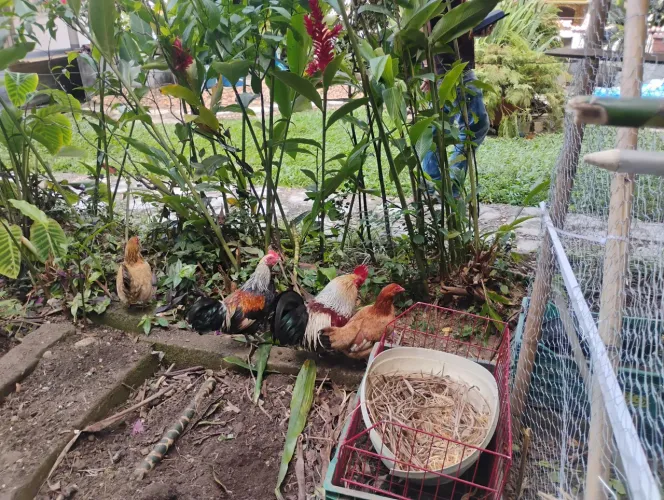 11 Galinhas garnizés lote todo