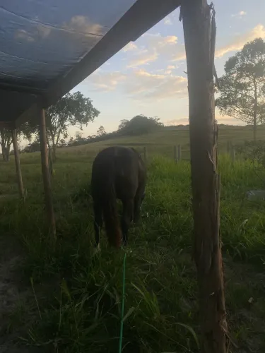 Cavalo manso