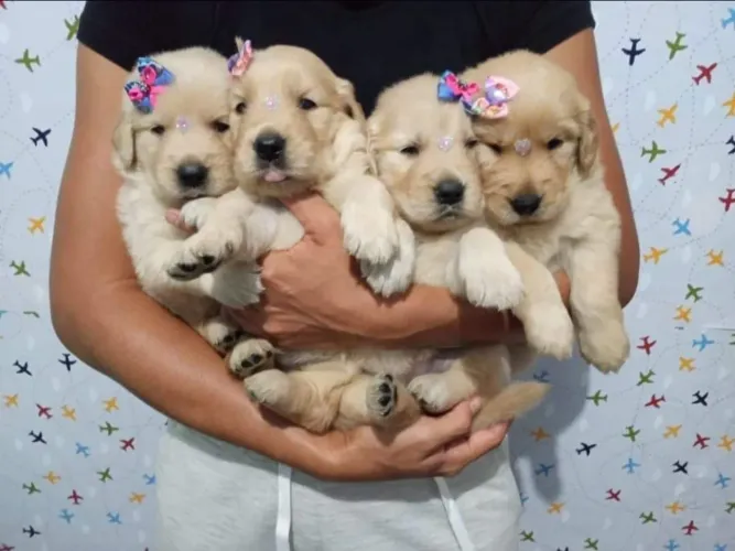 Golden Retriever