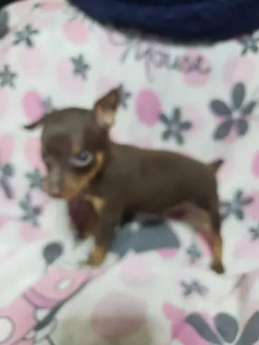 Pincher macho chocolate porte pequenopresentei quem você ama