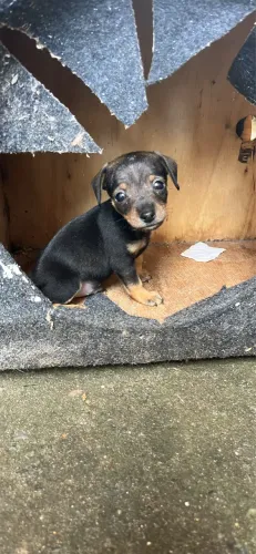 Cachorro da raça pinche