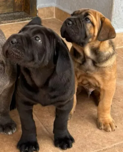 Cane corso