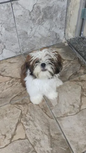 Shitzu 
