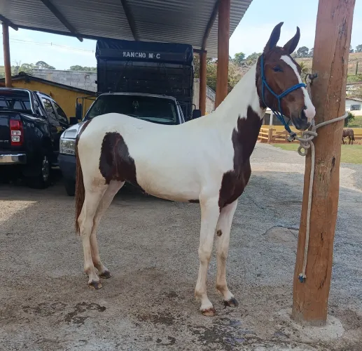 Potra mangalarga marchador