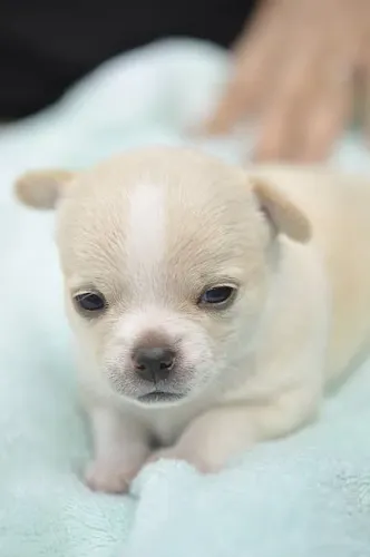 Chihuahua pelo curto disponível