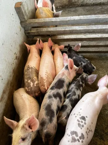 Vendo leitoas selecionadas pra matrizes 
