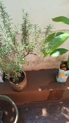 mudaa frutífera pronta para ser plantadas no chão ou em vasos