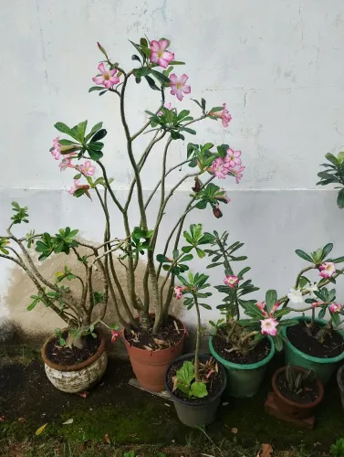 Mudas rosa-do-deserto