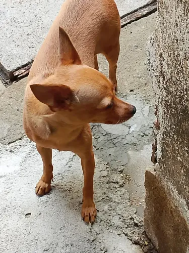 Pincher n1 fêmea idade 2 anos