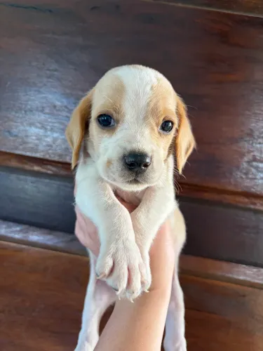 Filhote de beagle