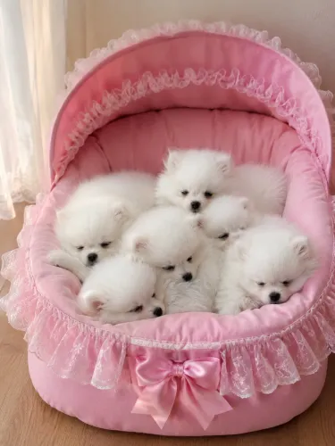 Spitz alemão anão branco neve