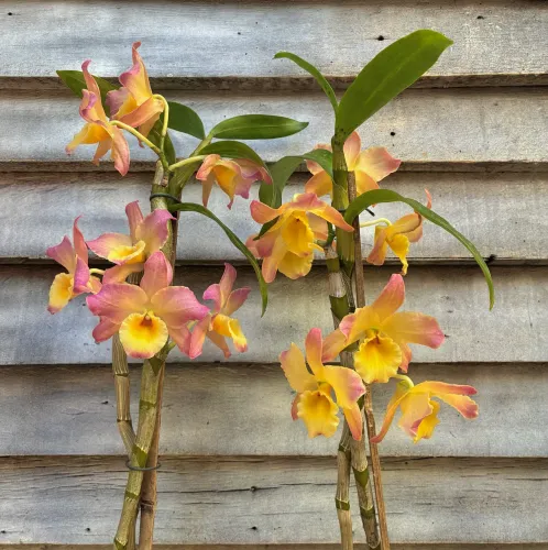 Orquídeas dendrobium cores variadas