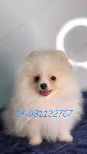 Machinho Mini Lulu da Pomerânia MINI- Spitz Alemão Anão-mini
