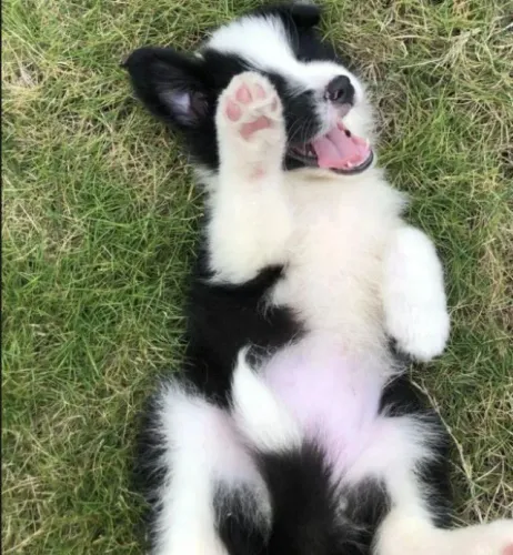 Filhotes de Border Collie | Filhotes saudáveis e felizes!
