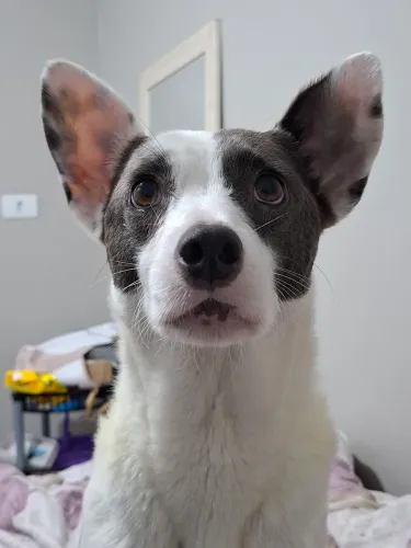 Adoção 