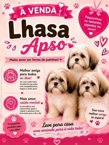 Lhasa Apso fêmeas prontas para ir para o lar