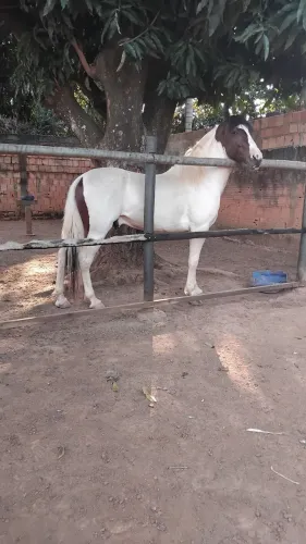 Cavalo manga larga 