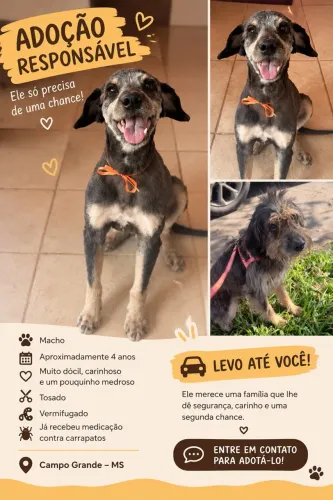 Doacao cachorro macho