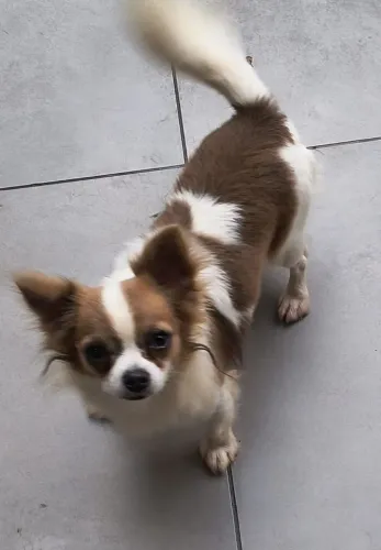 Chihuahua macho pelo longo.