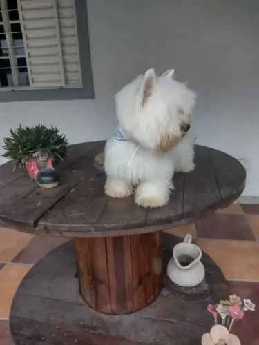 West highland white terrier 