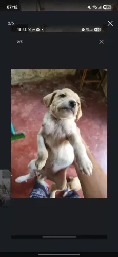 Dou 10$ pra quem levar um filhote