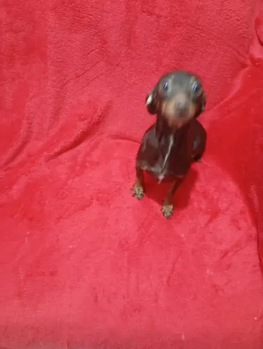 Pinscher fêmea n 1 com 1 ano não é castrada chocolate de olho verde