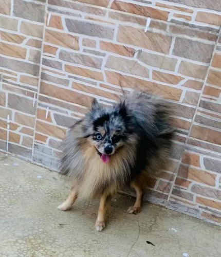Spitz alemão macho para cobertura 