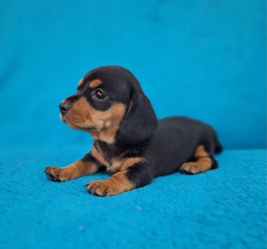 Basset Teckel - Pequenos, Carinhosos