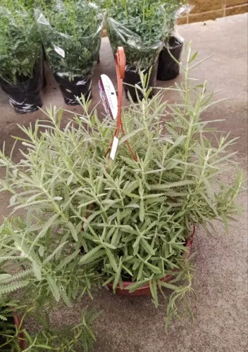 Lavanda vaso 