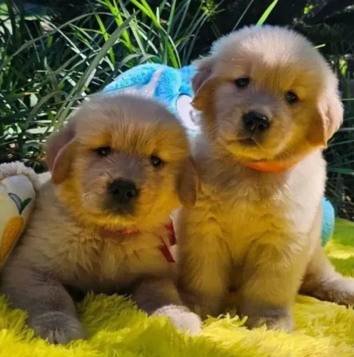 Golden Retriever Filhotinhos cão terapeuta e inteligente 
