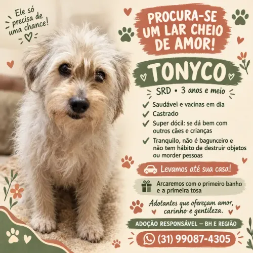 Doação Cachorros super Dócil